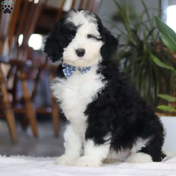 Cotton Tail, Mini Sheepadoodle Puppy